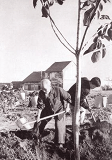 Chủ tịch Hồ Chí Minh trồng cây đa tại công viên Thống Nhất mở đầu tết trồng cây do Người phát động (11-1-1960)